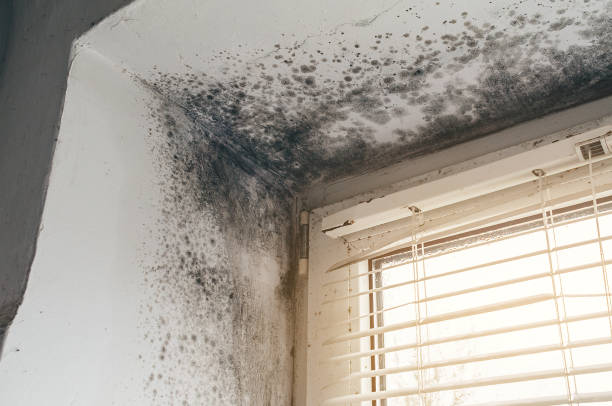 Affordable Black Mold Remediation solutions in Spring Lake, NC