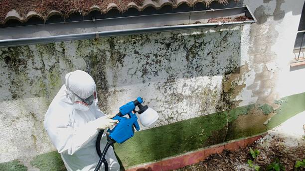 Top rated local Black Mold Remediation specialists in Spring Lake, NC